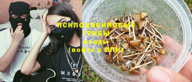 дарнет шоп  Биробиджан  Галлюциногенные грибы Psilocybe 